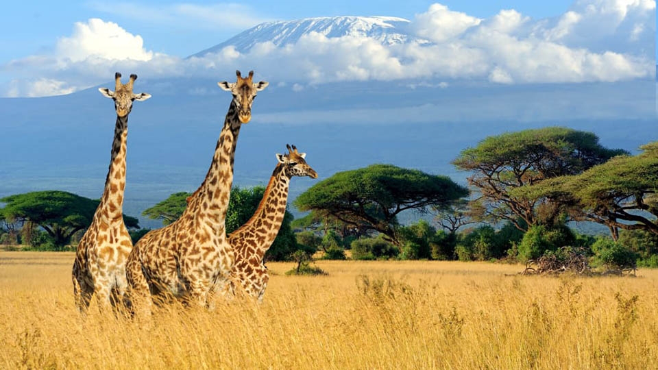 Du Lịch Kenya - Về với thế giới hoang dã
