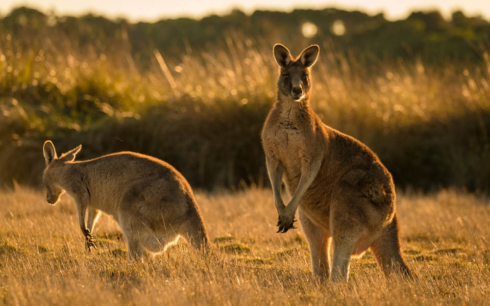 Bảy điều không nên làm khi đi du lịch Úc